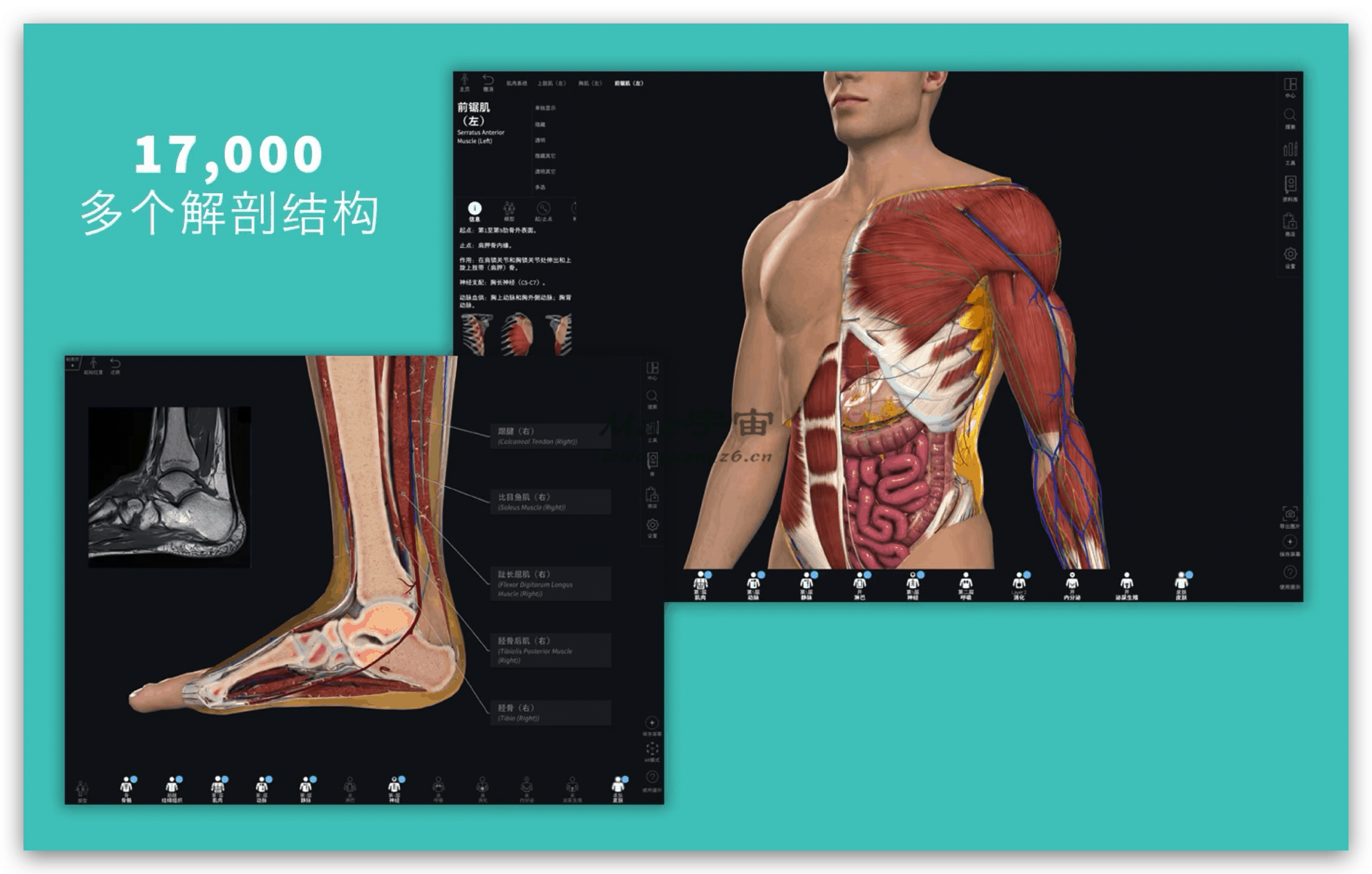 【R165】Complete Anatomy for Mac v11.5 3D医学人体模型